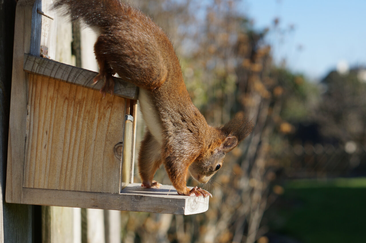 Image of a squirrel reaching down from the top of a nut box.