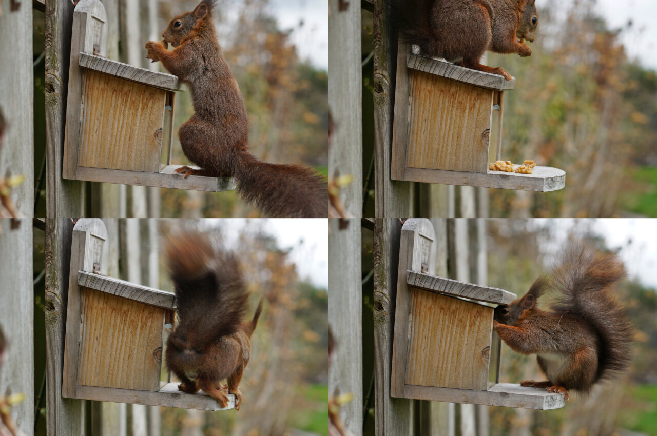 For more images of squirrels caught by the photo trap in different positions around the same nut box: Sitting on the box, reaching into it, standing before the box and showing its behind to the camera.
